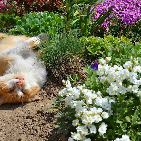 Alloggio in famiglia Kwatera Pod Lasem Istebna